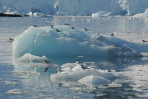 Antarctica terns