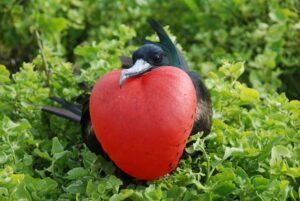 Galapagos Guide home