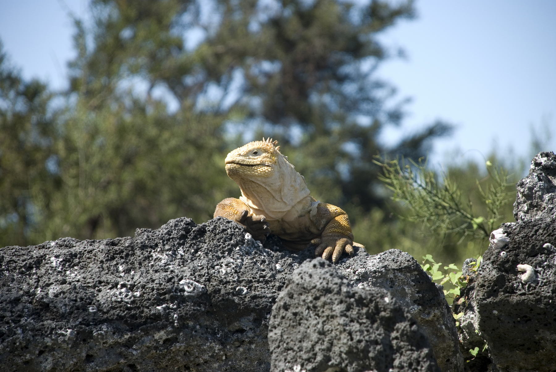Isabela-Urvina-Bay-land-iguana
