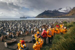 South Georgia king penguins