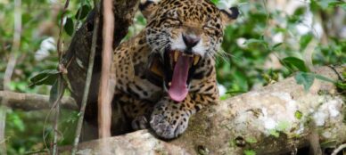 Uacari Lodge Amazon jaguar spotting